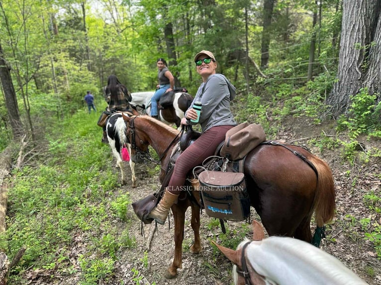 Tennessee walking horse Ruin 3 Jaar 152 cm Roodvos in Belfast, TN