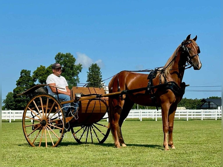 Tennessee walking horse Ruin 3 Jaar 152 cm Roodvos in Belfast, TN