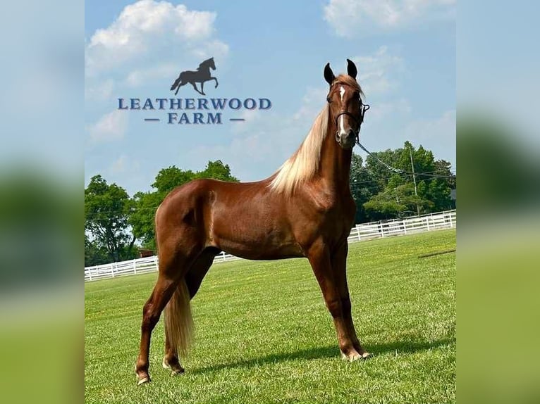 Tennessee walking horse Ruin 3 Jaar 152 cm Roodvos in Belfast, TN