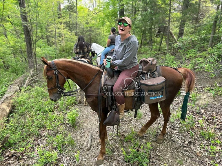 Tennessee walking horse Ruin 3 Jaar 152 cm Roodvos in Belfast, TN