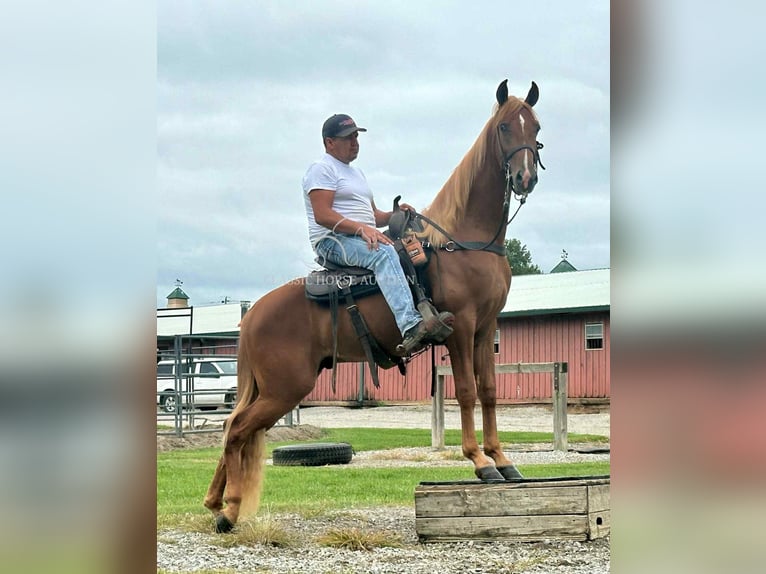 Tennessee walking horse Ruin 3 Jaar 152 cm Roodvos in Belfast, TN