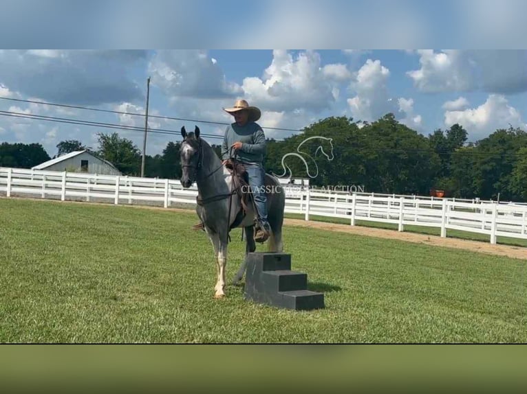 Tennessee walking horse Ruin 3 Jaar 152 cm Schimmel in Lewisburg