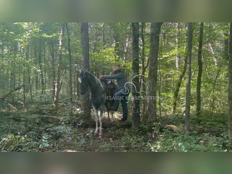 Tennessee walking horse Ruin 3 Jaar 152 cm Schimmel in Lewisburg