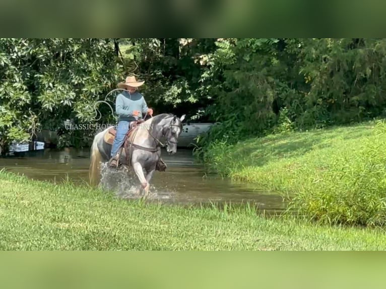 Tennessee walking horse Ruin 3 Jaar 152 cm Schimmel in Lewisburg