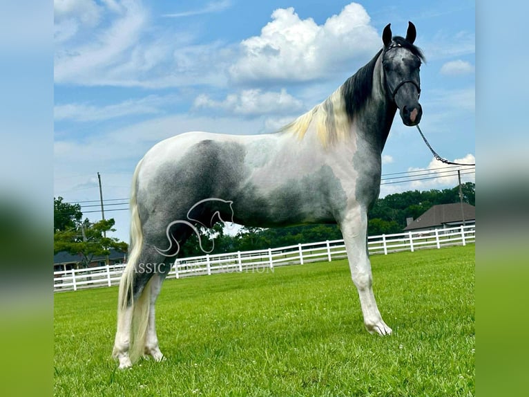 Tennessee walking horse Ruin 3 Jaar 152 cm Schimmel in Lewisburg