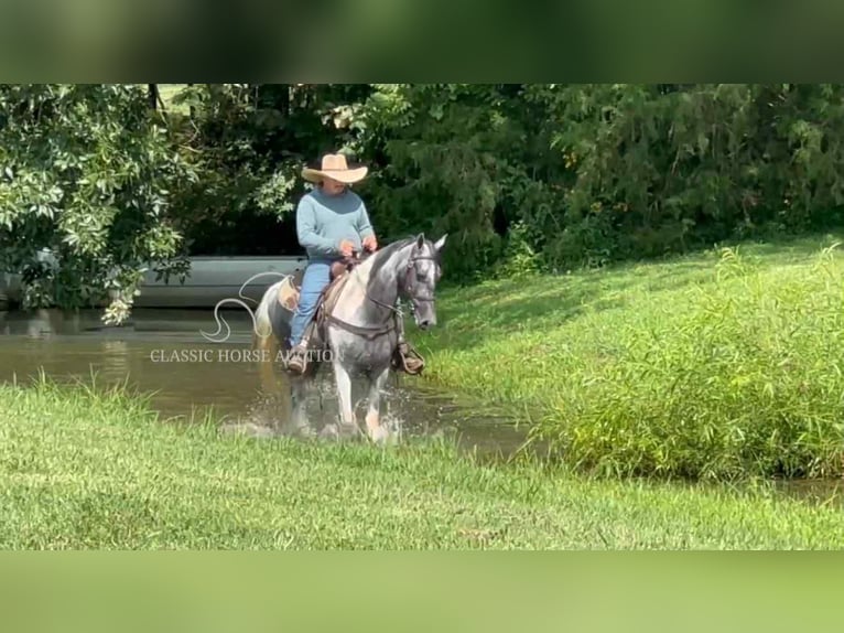 Tennessee walking horse Ruin 3 Jaar 152 cm Schimmel in Lewisburg