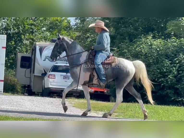Tennessee walking horse Ruin 3 Jaar 152 cm Schimmel in Lewisburg