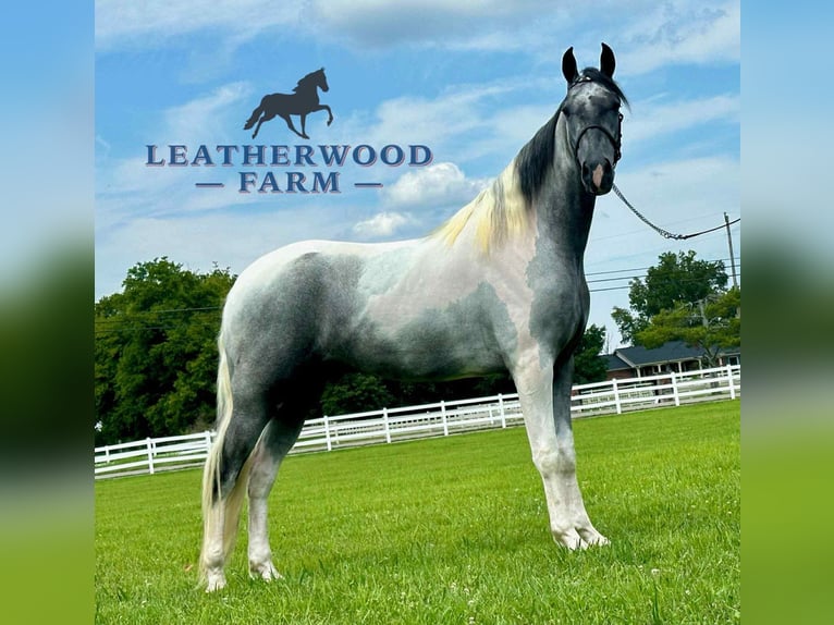 Tennessee walking horse Ruin 3 Jaar 152 cm Schimmel in Lewisburg