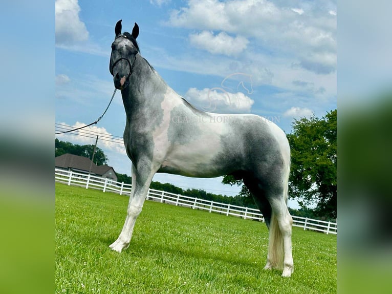 Tennessee walking horse Ruin 3 Jaar 152 cm Schimmel in Lewisburg