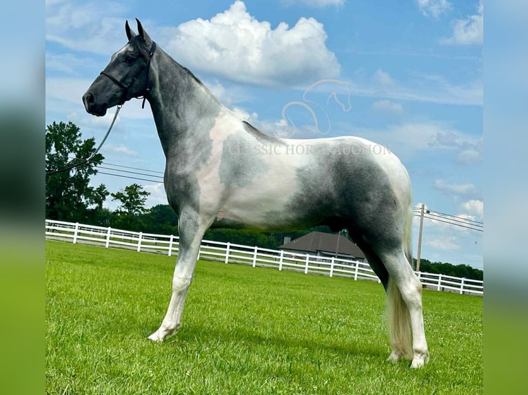 Tennessee walking horse Ruin 3 Jaar 152 cm Schimmel in Lewisburg