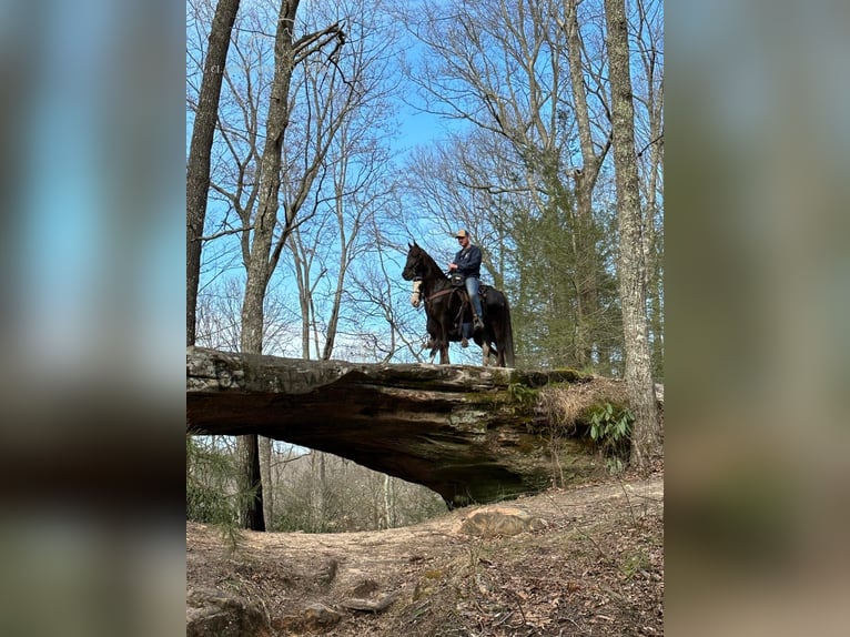 Tennessee walking horse Ruin 4 Jaar 142 cm Donkere-vos in Sneedville, TN