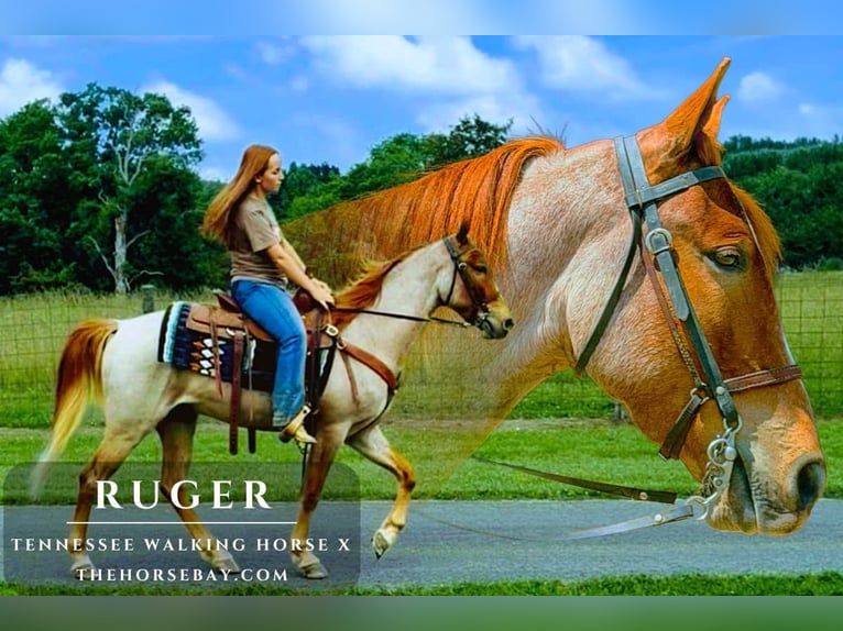 Tennessee walking horse Mix Ruin 4 Jaar 142 cm Roan-Red in Columbia, KY
