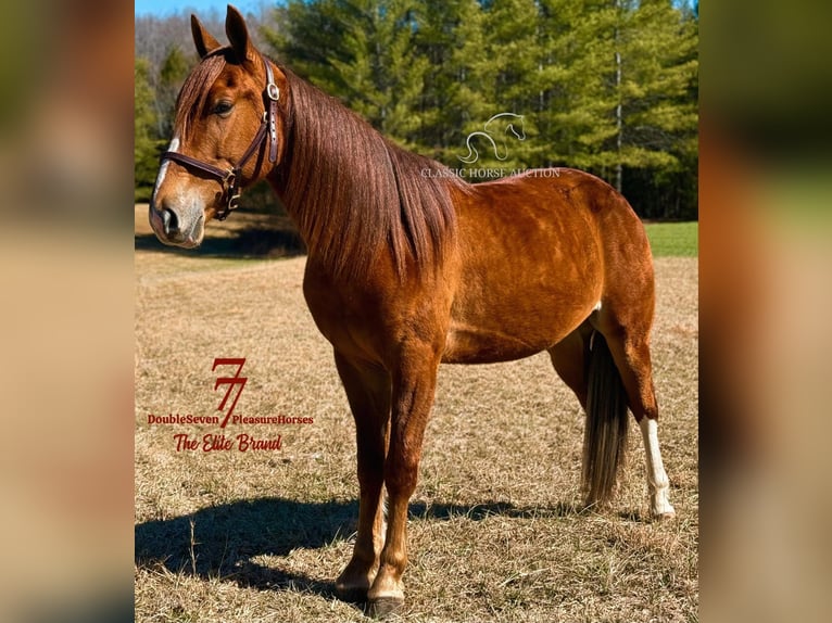 Tennessee walking horse Ruin 4 Jaar 142 cm Roodvos in Parkers Lake, KY