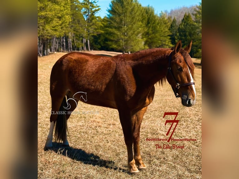 Tennessee walking horse Ruin 4 Jaar 142 cm Roodvos in Parkers Lake, KY