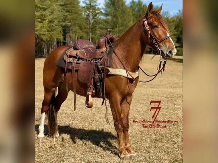 Tennessee walking horse Ruin 4 Jaar 142 cm Roodvos in Parkers Lake, KY