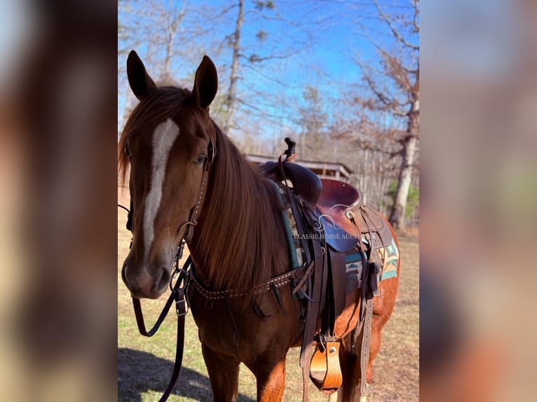 Tennessee walking horse Ruin 4 Jaar 142 cm Roodvos in Parkers Lake, KY