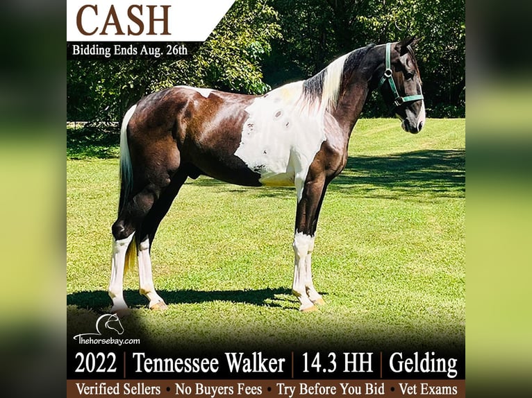 Tennessee walking horse Ruin 4 Jaar 150 cm Tobiano-alle-kleuren in Tompkinsville, KY