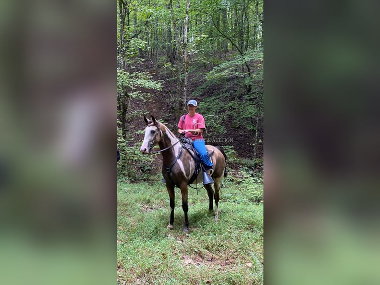 Tennessee walking horse Ruin 4 Jaar 152 cm Buckskin in Lynnville, TN