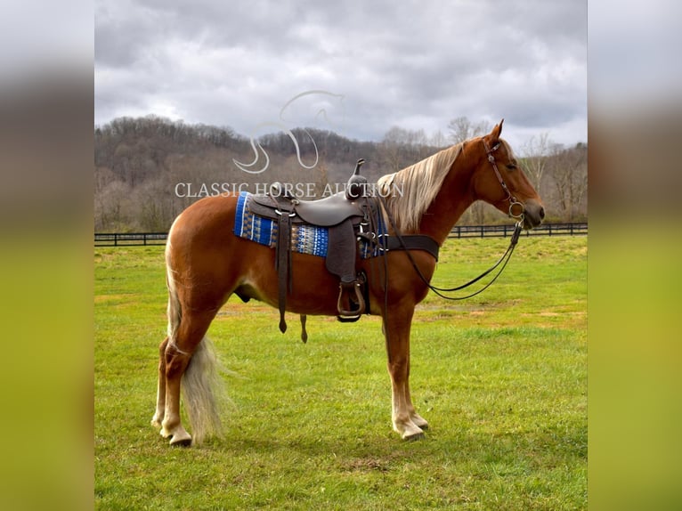 Tennessee walking horse Ruin 4 Jaar 152 cm Donkere-vos in Salt Lick, KY