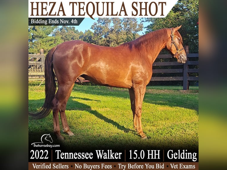 Tennessee walking horse Ruin 4 Jaar 152 cm Donkere-vos in Princeton, KY