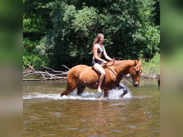 Tennessee walking horse Ruin 4 Jaar 152 cm Roodvos in Howell