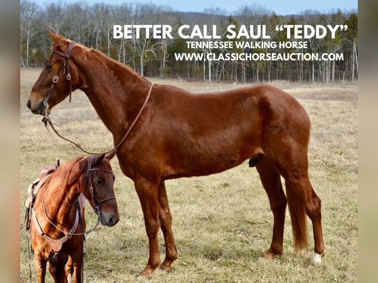 Tennessee walking horse Ruin 4 Jaar 152 cm Roodvos in Park Hills, MO