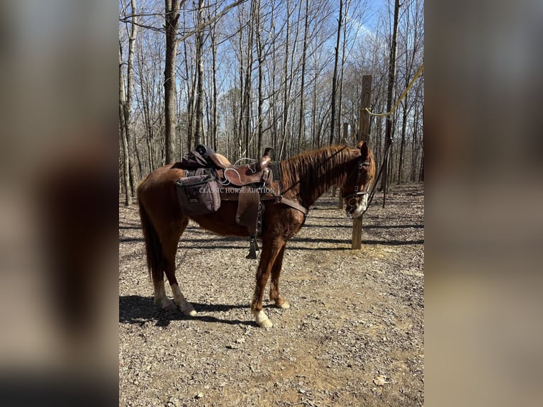 Tennessee walking horse Ruin 4 Jaar 152 cm Roodvos in Campbellsville ,KY