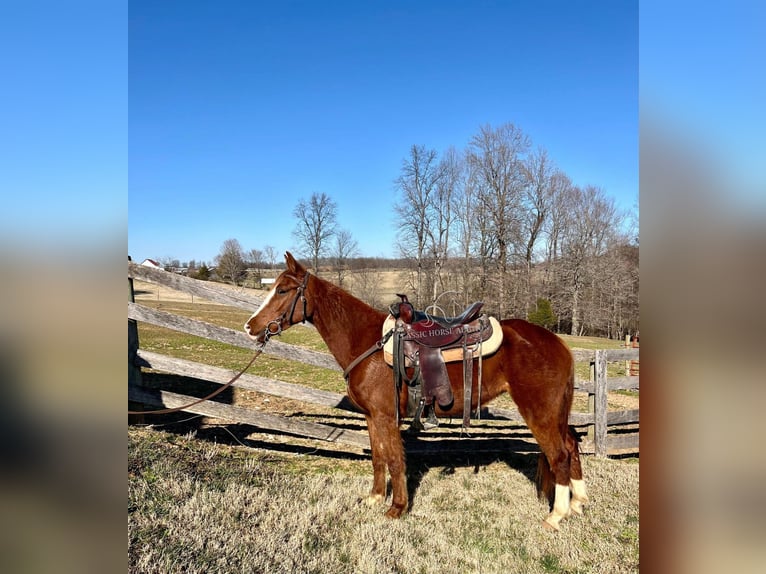 Tennessee walking horse Ruin 4 Jaar 152 cm Roodvos in Campbellsville ,KY