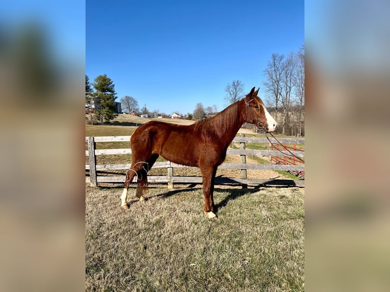 Tennessee walking horse Ruin 4 Jaar 152 cm Roodvos in Campbellsville ,KY