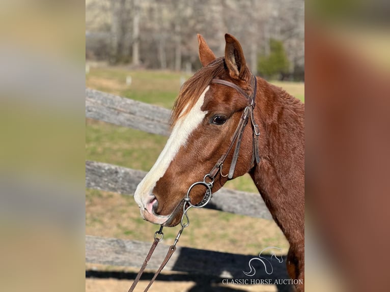 Tennessee walking horse Ruin 4 Jaar 152 cm Roodvos in Campbellsville ,KY