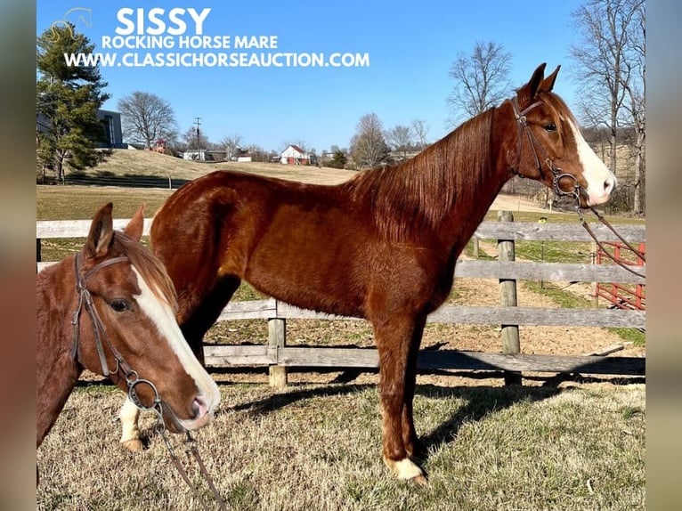 Tennessee walking horse Ruin 4 Jaar 152 cm Roodvos in Campbellsville ,KY