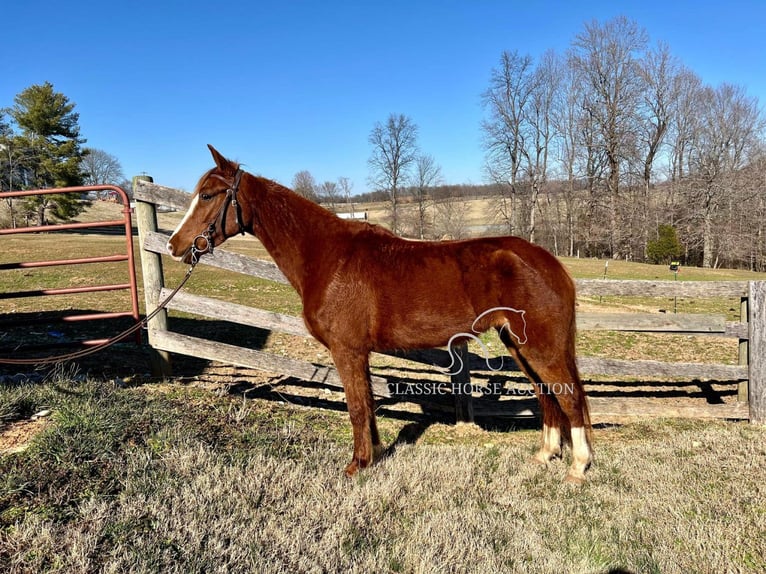 Tennessee walking horse Ruin 4 Jaar 152 cm Roodvos in Campbellsville ,KY
