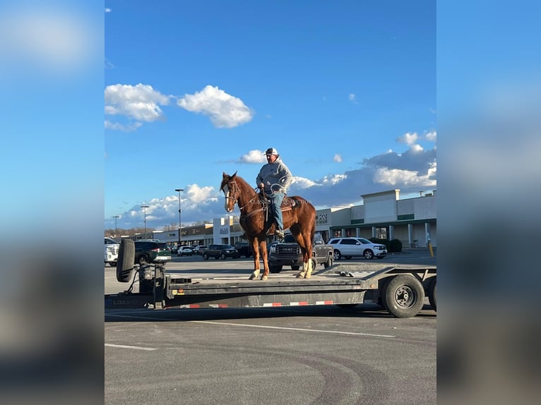 Tennessee walking horse Ruin 4 Jaar 152 cm Roodvos in Campbellsville ,KY