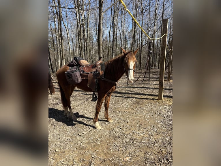 Tennessee walking horse Ruin 4 Jaar 152 cm Roodvos in Campbellsville ,KY