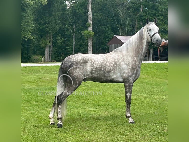 Tennessee walking horse Ruin 4 Jaar 152 cm Schimmel in Gruetli Laager, TN