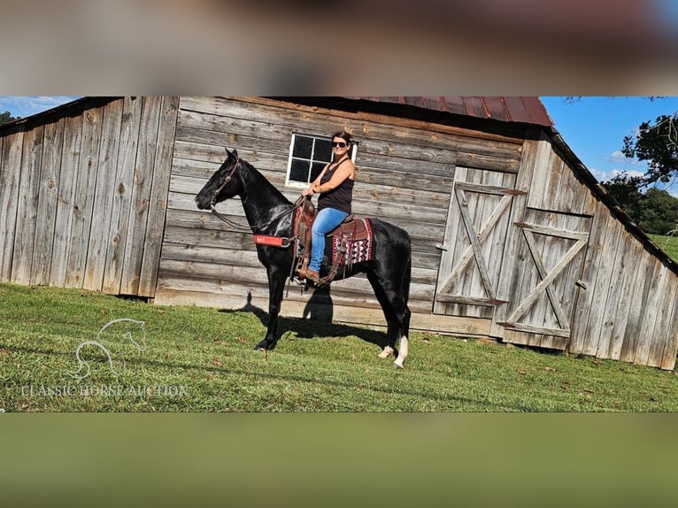 Tennessee walking horse Ruin 4 Jaar 152 cm Zwart in Gillsville, GA