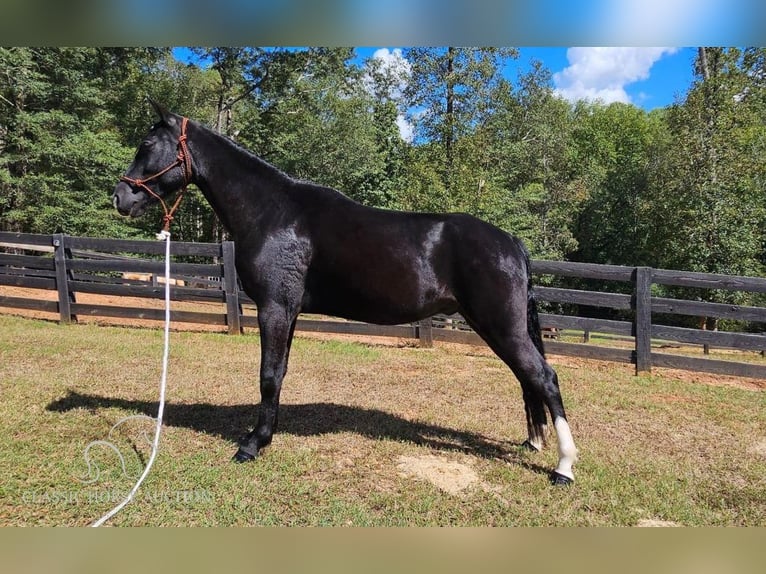 Tennessee walking horse Ruin 4 Jaar 152 cm Zwart in Gillsville, GA