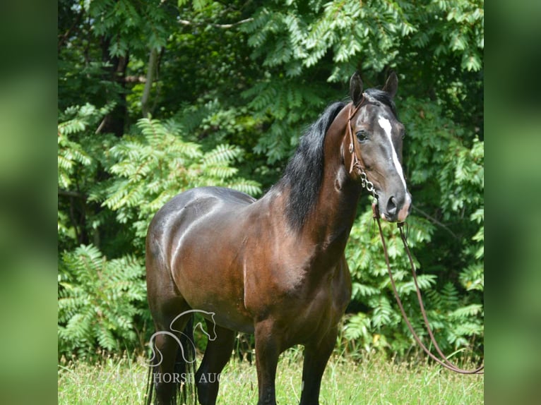 Tennessee walking horse Ruin 4 Jaar 152 cm Zwart in Hustonville, KY