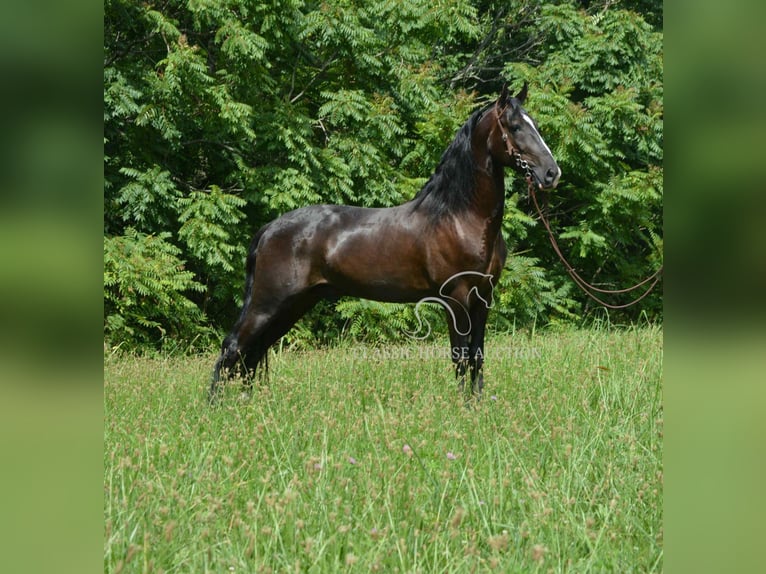Tennessee walking horse Ruin 4 Jaar 152 cm Zwart in Hustonville, KY