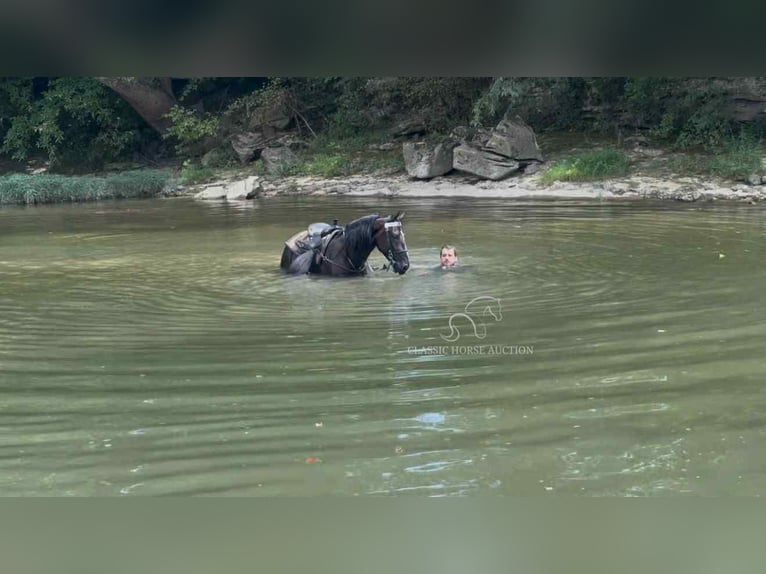 Tennessee walking horse Ruin 4 Jaar 152 cm Zwart in Hustonville, KY
