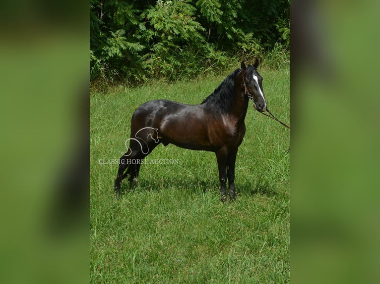 Tennessee walking horse Ruin 4 Jaar 152 cm Zwart in Hustonville, KY