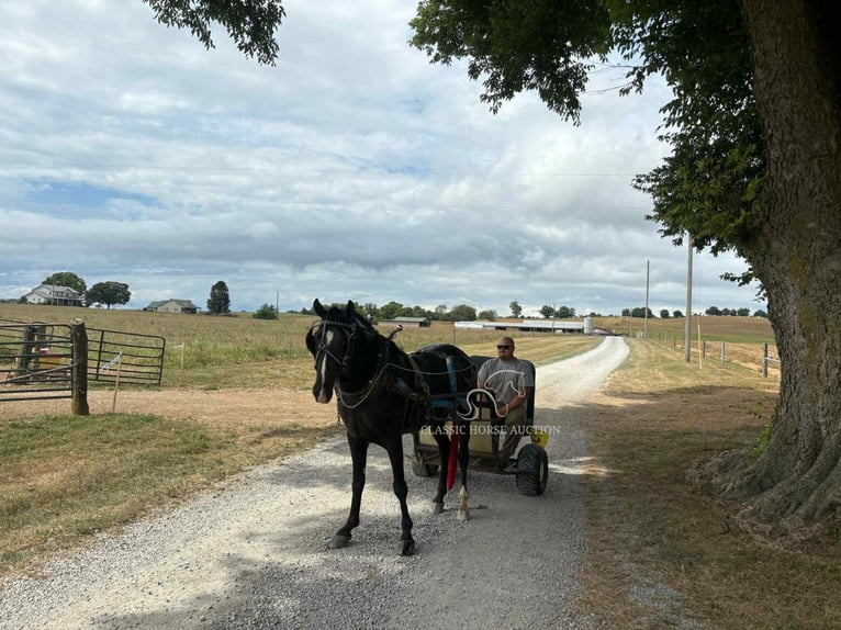 Tennessee walking horse Ruin 4 Jaar 152 cm Zwart in Hustonville, KY