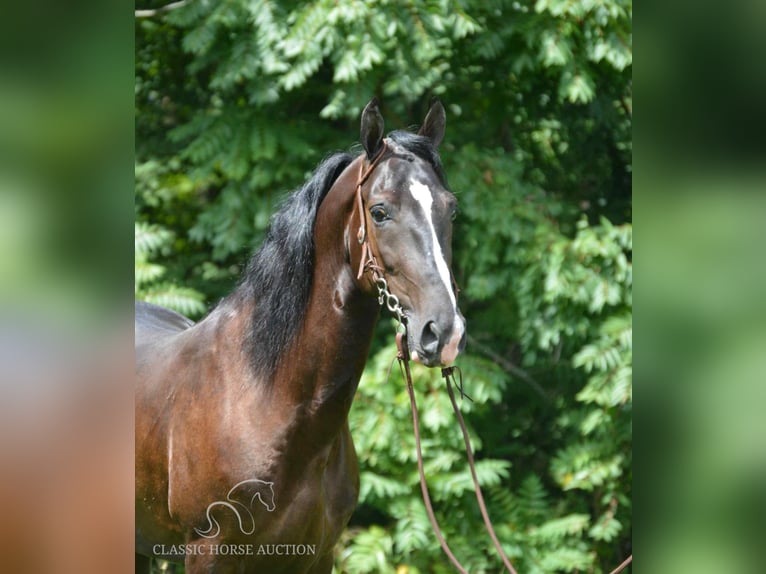 Tennessee walking horse Ruin 4 Jaar 152 cm Zwart in Hustonville, KY