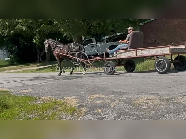 Tennessee walking horse Ruin 4 Jaar 152 cm Zwart in Hustonville, KY