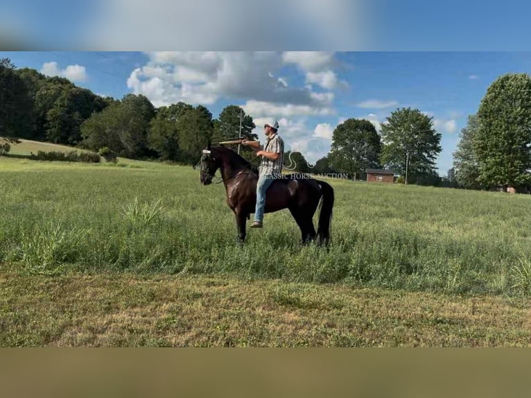Tennessee walking horse Ruin 4 Jaar 152 cm Zwart in Hustonville, KY