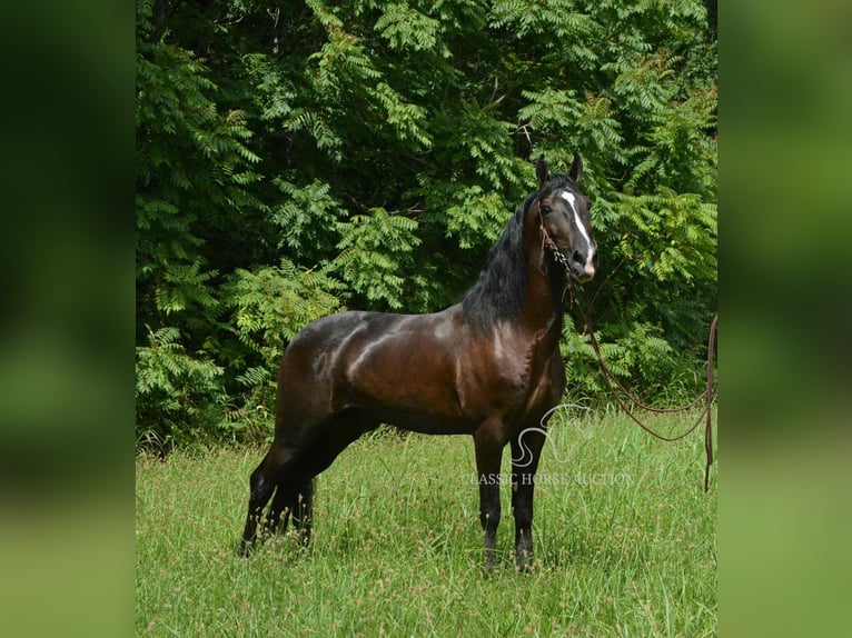 Tennessee walking horse Ruin 4 Jaar 152 cm Zwart in Hustonville, KY
