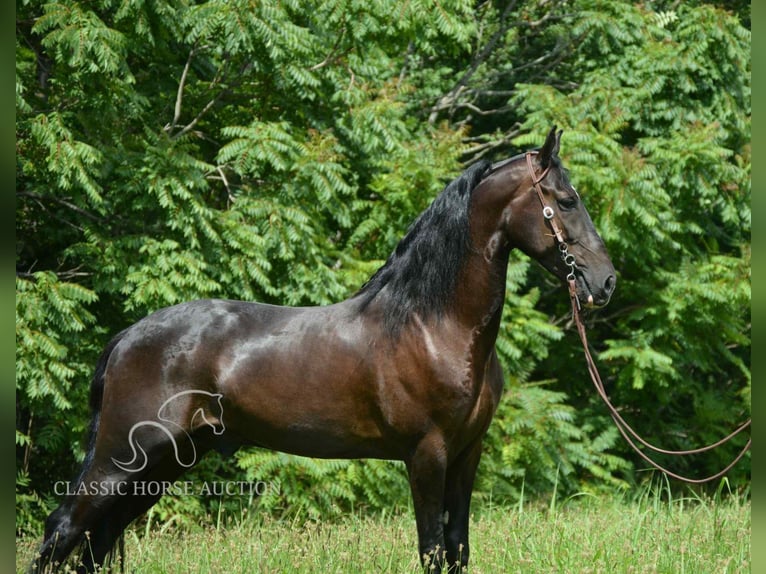 Tennessee walking horse Ruin 4 Jaar 152 cm Zwart in Hustonville, KY