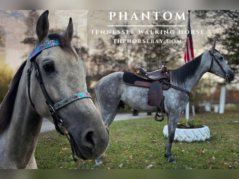 Tennessee walking horse Ruin 4 Jaar 157 cm Appelschimmel in Jeffersonville, KY