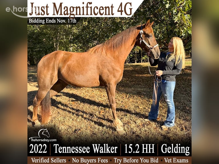 Tennessee walking horse Ruin 4 Jaar 157 cm Roodvos in Jackson, TN