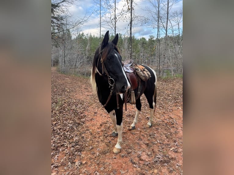 Tennessee walking horse Ruin 4 Jaar 163 cm Tobiano-alle-kleuren in Tamassee